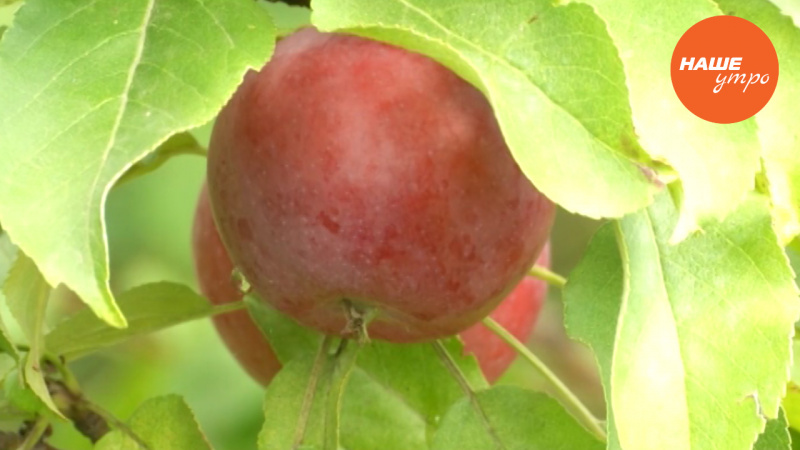 Колоновидные яблони