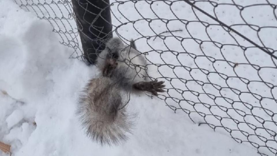 Жители Челябинска спасли застрявшую в заборе из сетки белку