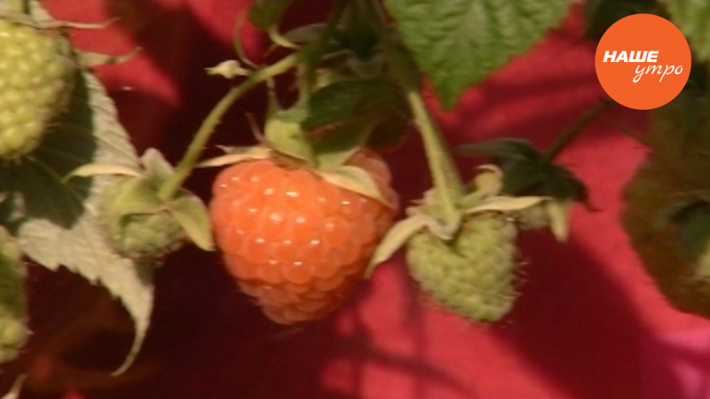 Садовые истории: Ремонтантная малина