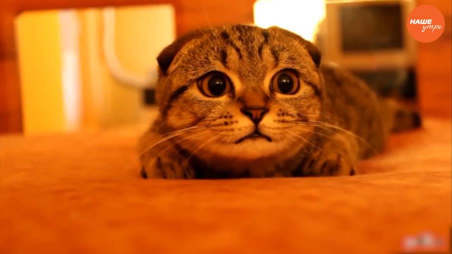 Пушистое утро: кошки лечат