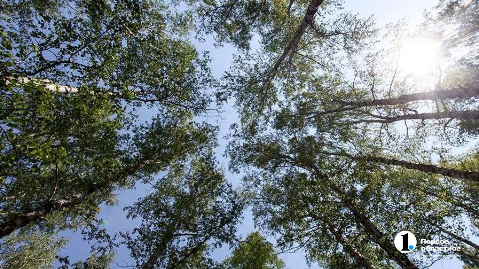 Челябинский аллерголог назвала семь опасных деревьев