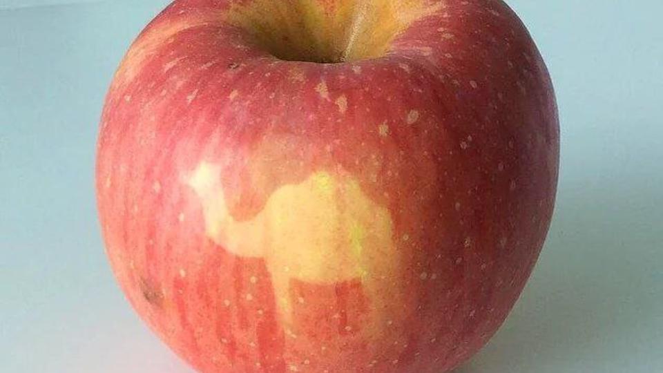 В Челябинской области впервые вырастили яблоки с картинкой