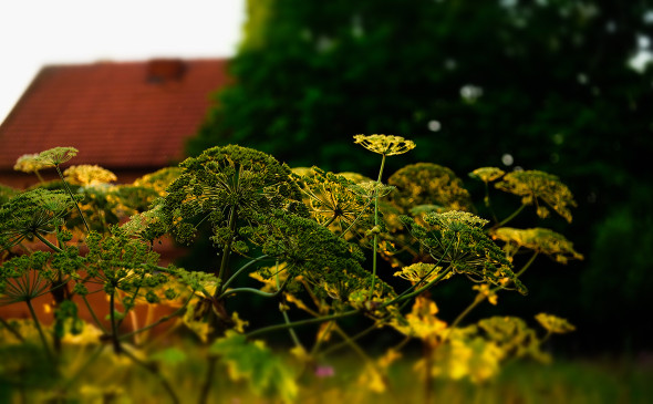 В Челябинской области заметили появление «токсичного» борщевика Сосновского