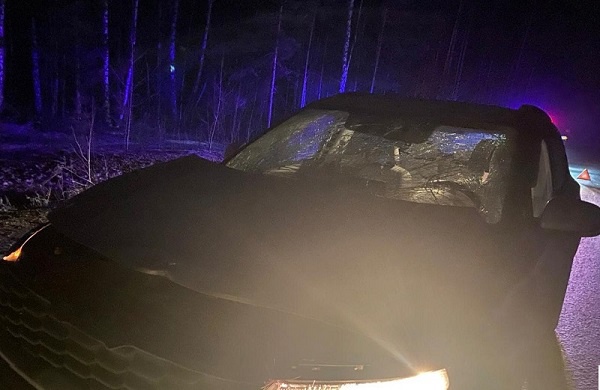 В Кыштыме водитель авто насмерть сбил лося