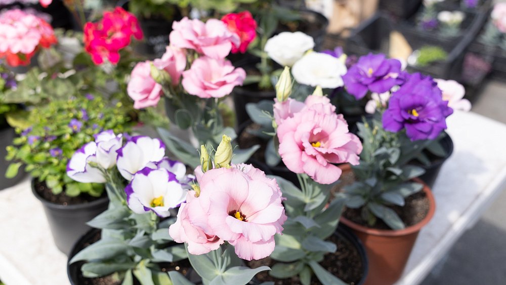 Ярмарка для садоводов у Шершней до 31 мая будет работать на прежнем месте