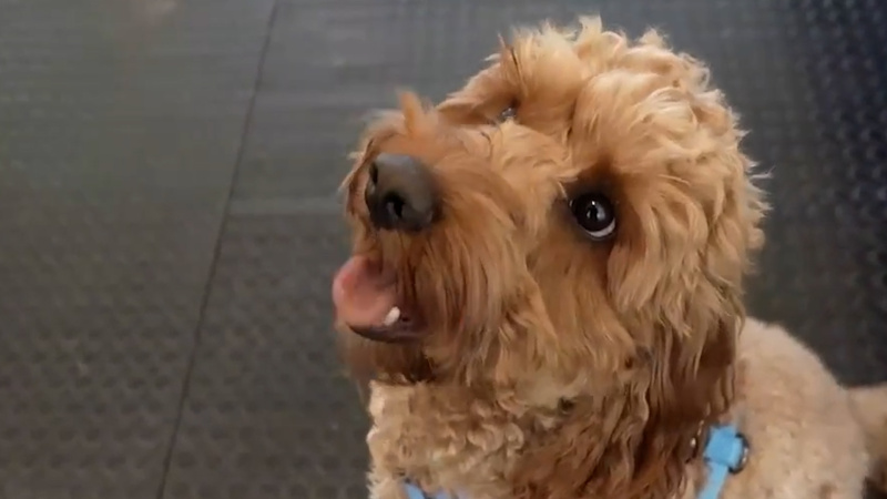 Кинологи предупредили об опасности электроошейников для собак