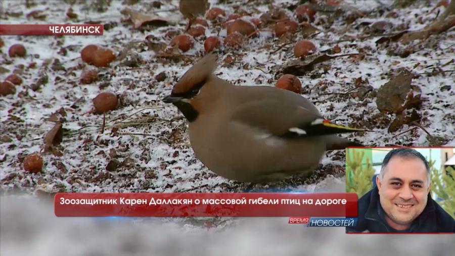 Зоозащитник Карен Даллакян о массовой гибели птиц на дороге