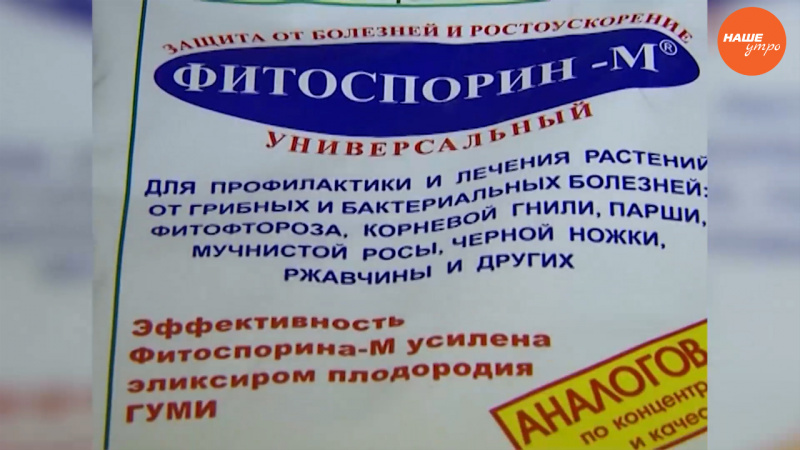 Садовые истории – советы от садовода-опытника Светланы Мартыновой