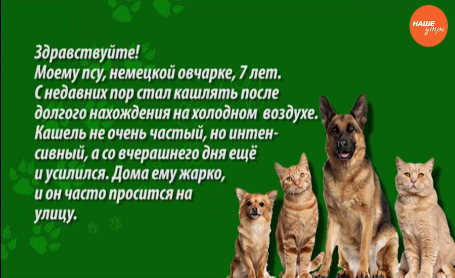 Кашель у собаки