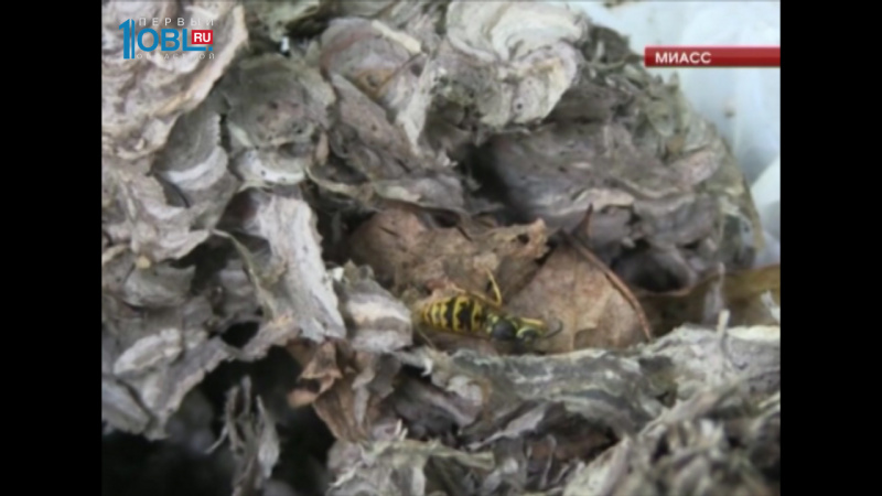 Осиное гнездо обнаружили на территории детского сада в Миассе