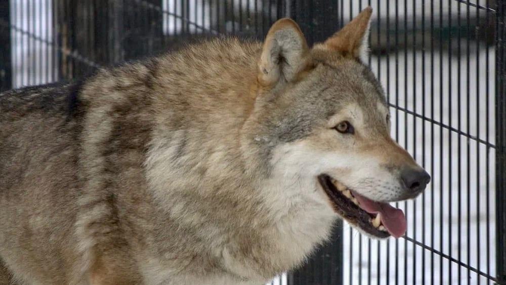 В нацпарке Челябинской области вышли на охоту молодые волки