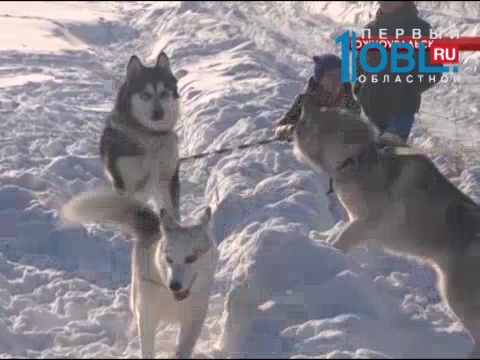 Владельцы собак породы хаски начали организовывать групповые прогулки
