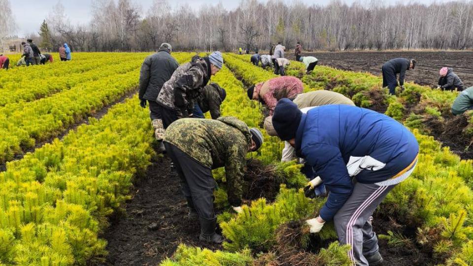 Челябинцам раздадут 8 тысяч саженцев сосны