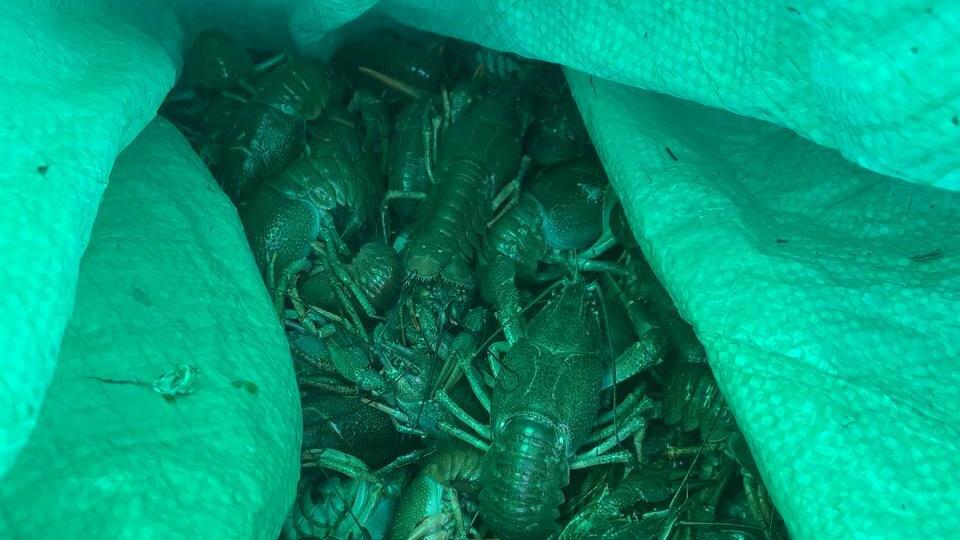 В Челябинске задержали браконьера, выловившего раков из озера Смолино