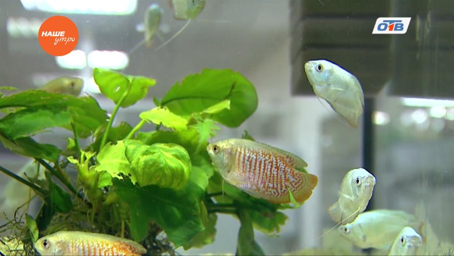 Пушистое утро - о рыбках