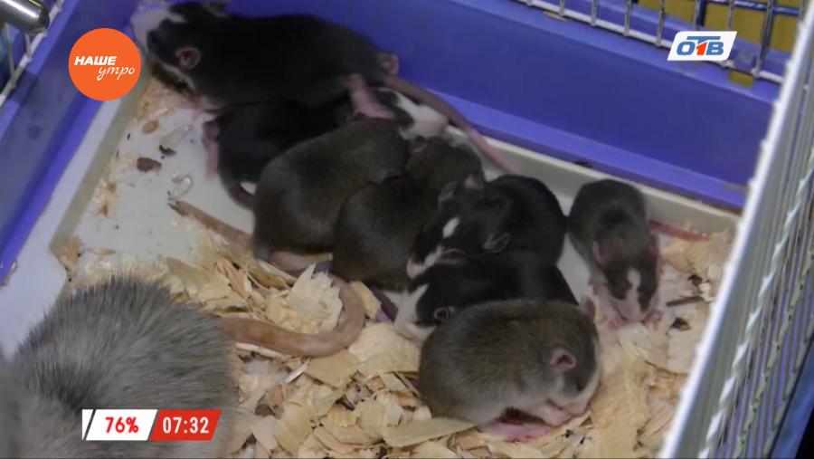 Пушистое утро - про декоративных крыс