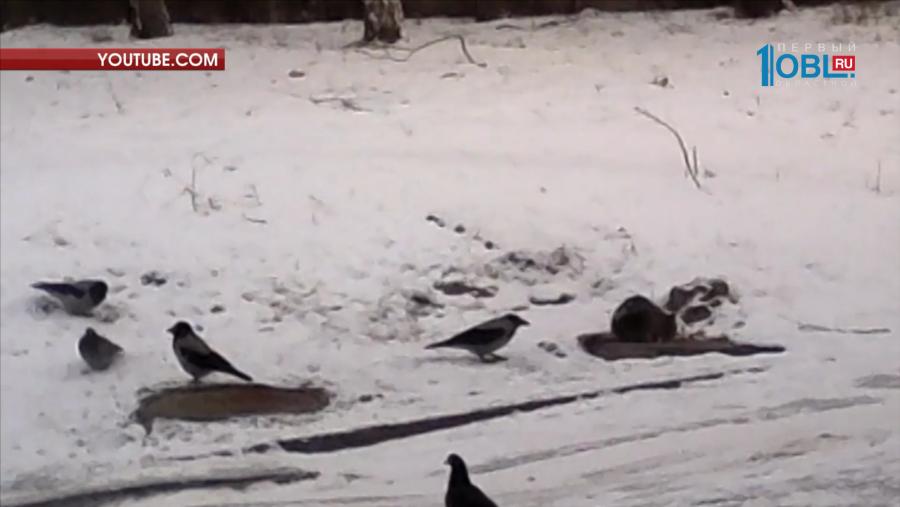 Ворона напала на обедающего кота с тыла 