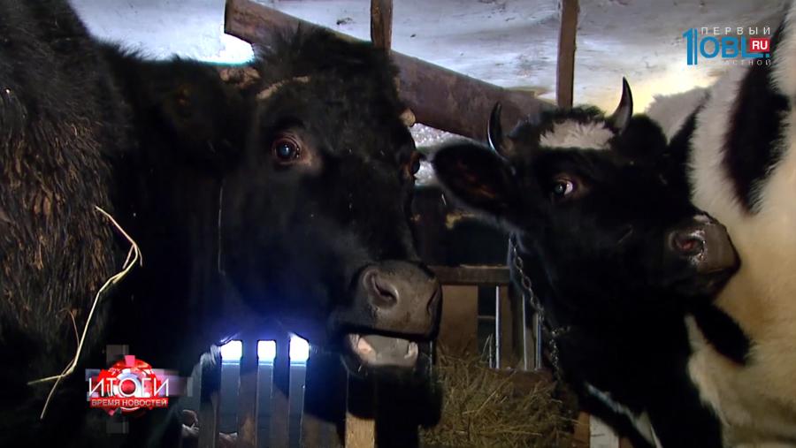 Южноуральцам предлагают завести «Корову на балконе»