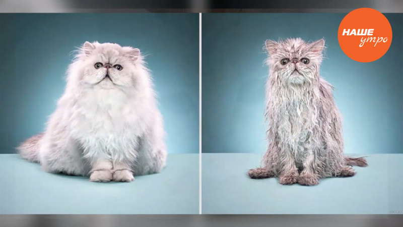 моем кошку правильно