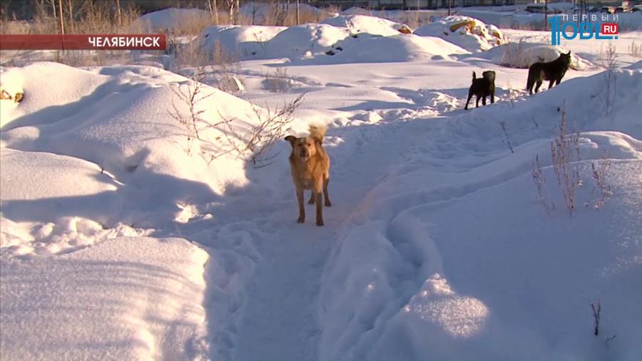 Бродячие псы держат в страхе микрорайон Парковый 