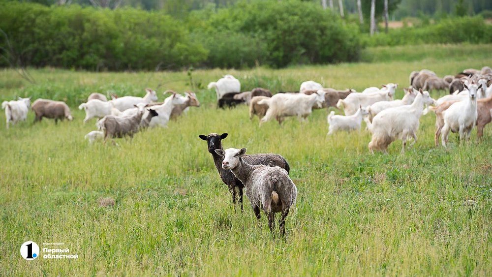 Челябинская область получит 2,8 млн рублей на развитие сельского туризма