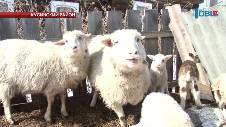 Дикая лисица напала на подворье