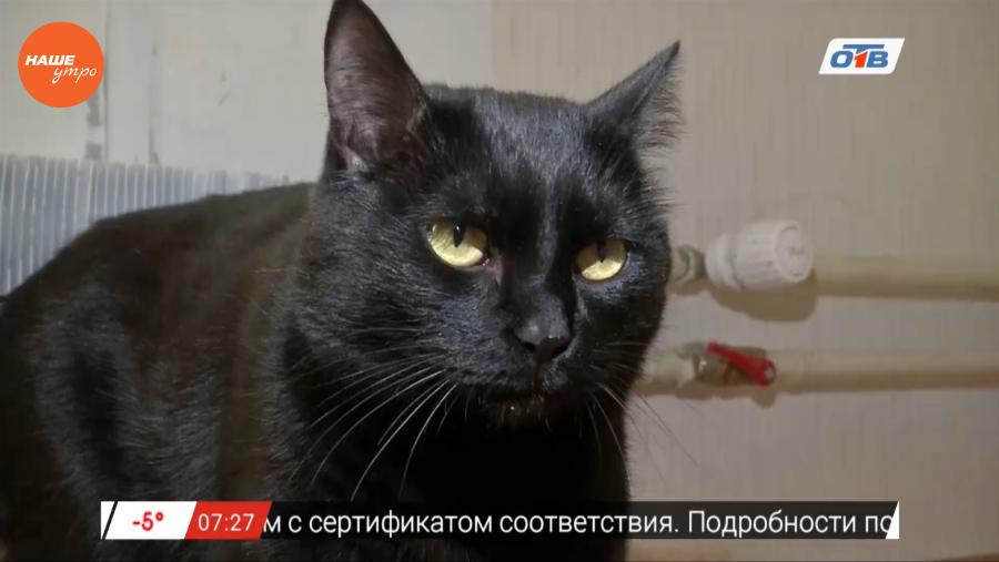 Наше УТРО на ОТВ – пушистое утро о мини-пигах