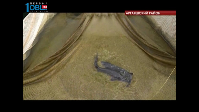 Челябинская область стала второй в стране по разведению рыбы в открытых водоемах 