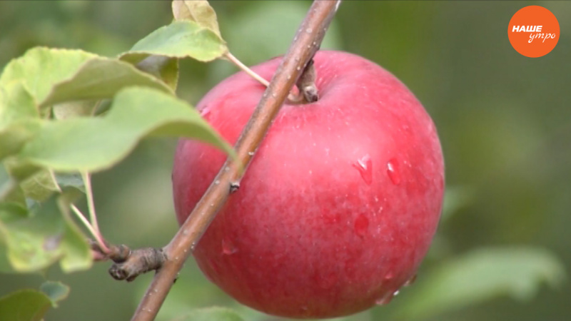 Садовые истории: Урожай яблок