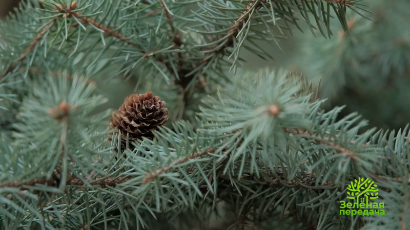 Как помочь хвойным, пострадавшим весной от нашествия вредителей и болезней?