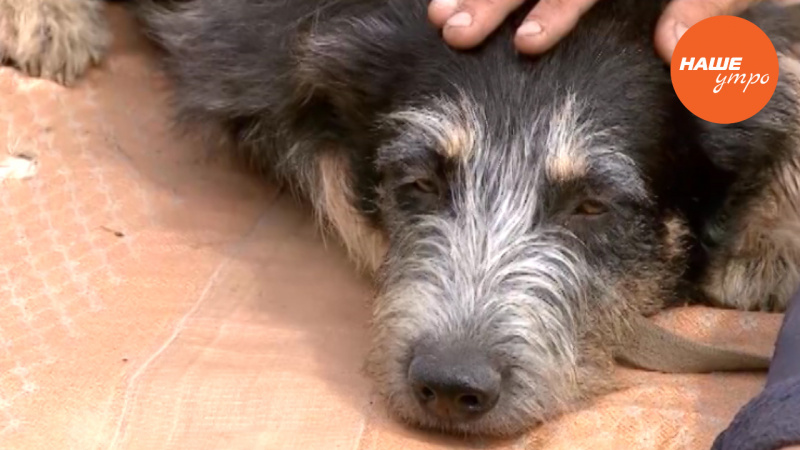 собака Найда