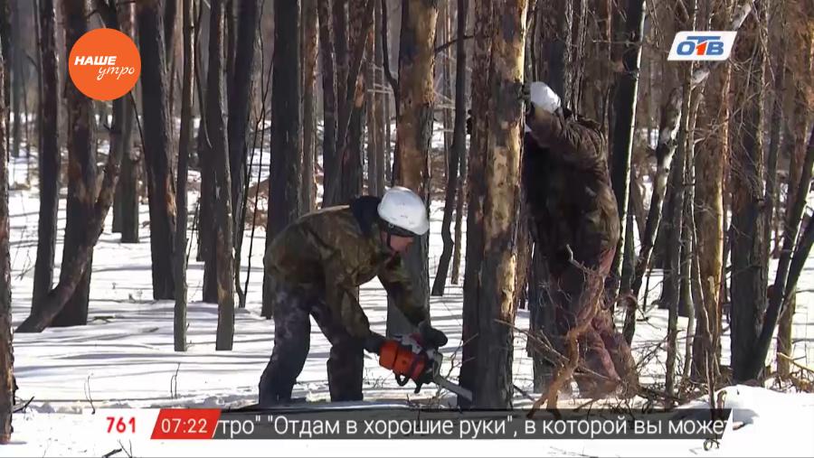 Наше УТРО на ОТВ – сюжет о санитарной рубке