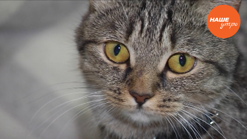 Кошка Рыся ищет хозяев