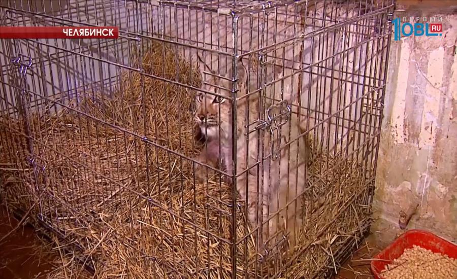 Зоозащитники перевезли в Челябинск травмированную рысь из Еткульского района