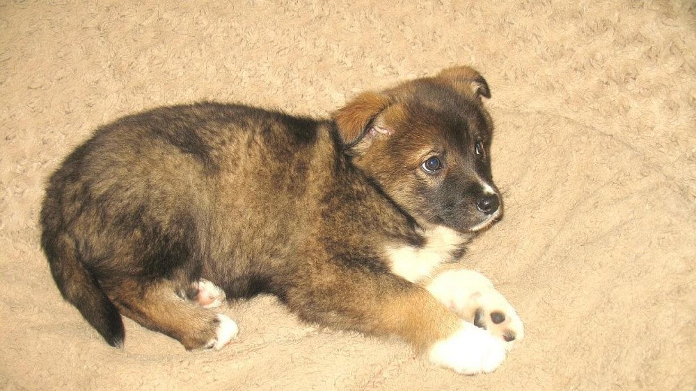 Южноуральские бойцы спасли с передовой щенка