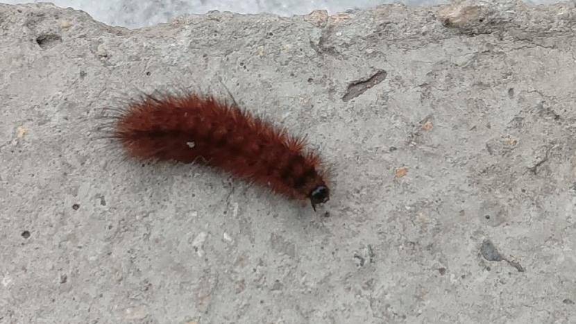 Опасно ли раннее пробуждение гусениц и бабочек в Челябинской области