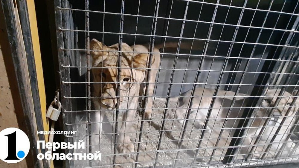 Эдгард Запашный заступился за замерзающих под Челябинском львов