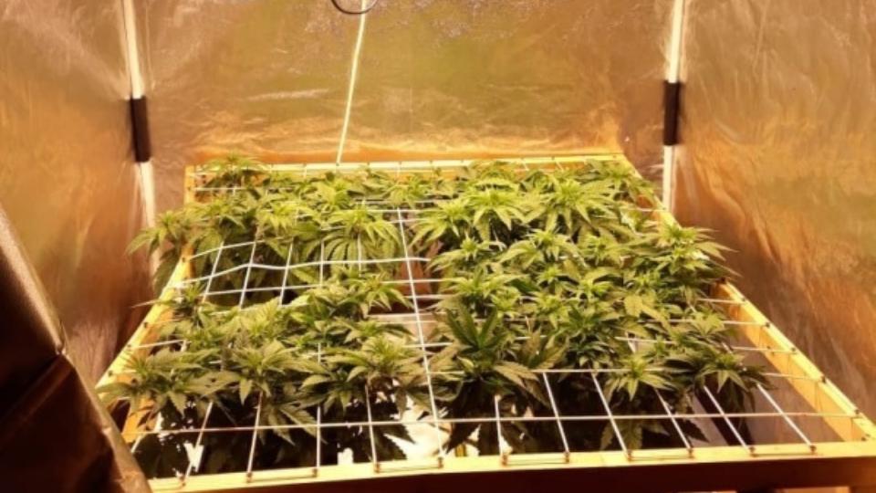 Полицейские задержали жителя Южноуральска, выращивавшего в квартире коноплю