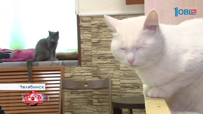 Челябинские предприниматели запустили необычный бизнес-проект!