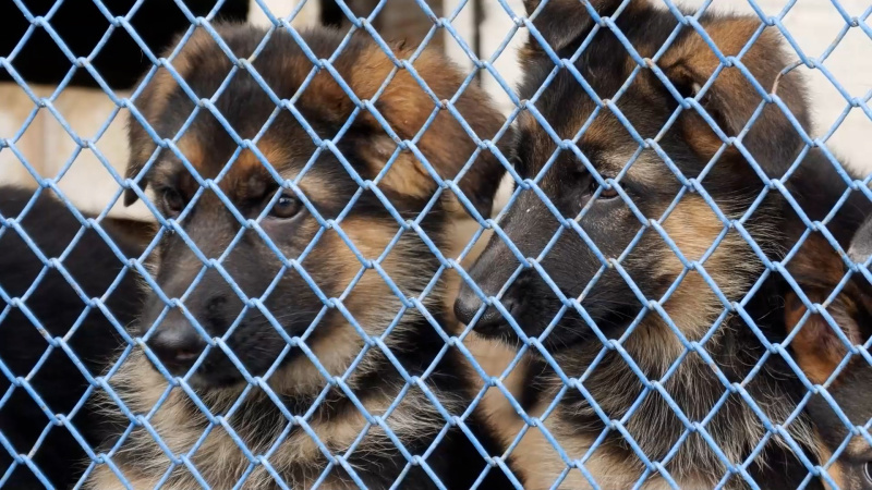 В Копейске обучают щенков для прохождения службы в подразделениях ФСИН России