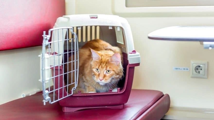 В уральских поездах за 2021 год перевезли на 42% больше домашних животных