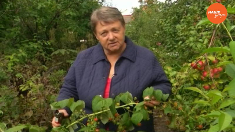 Садовые истории: Ремонтантная малина