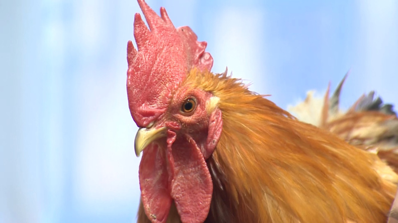 В России 19 февраля отмечается День орнитолога