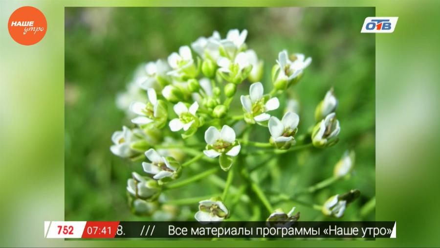 Знахарь – восстановление памяти