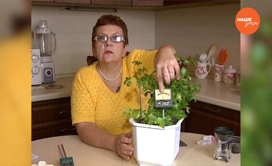 Садовые истории. Как правильно определить кислотность почвы