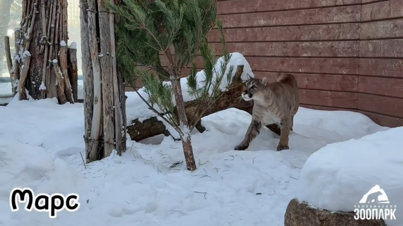 В Челябинском зоопарке пумам подарили сосны и ели