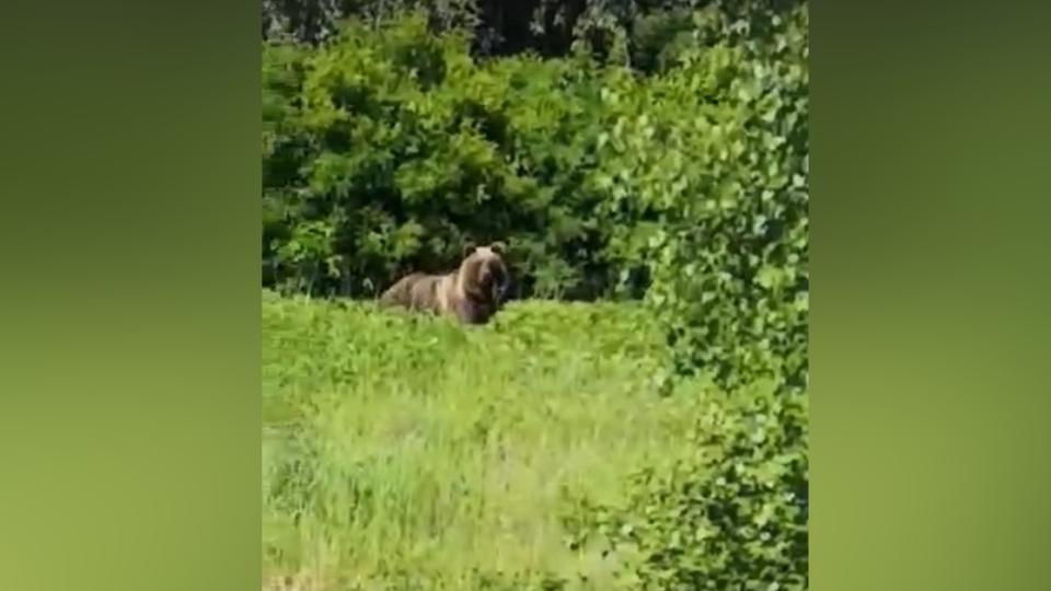 Стронгмен Эльбрус Нигматуллин встретился с диким медведем в Аргаяшском районе