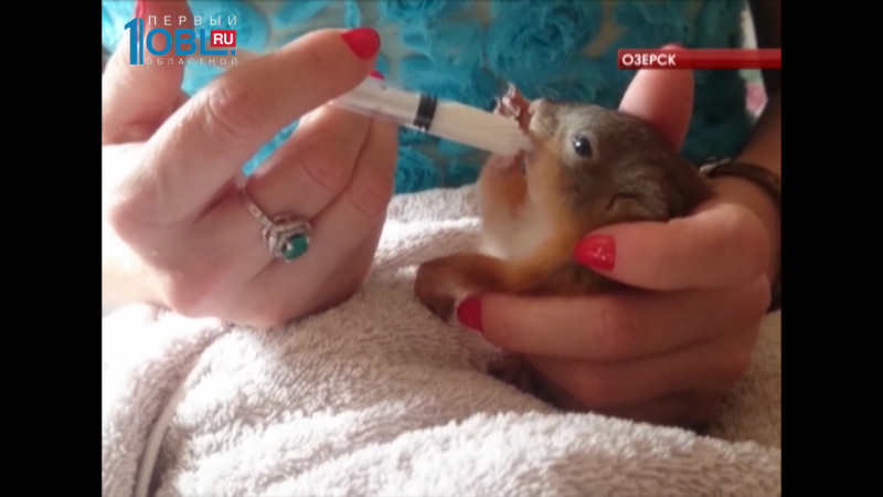 Спасатели поймали во дворе жилого дома бельчонка и передали специалистам