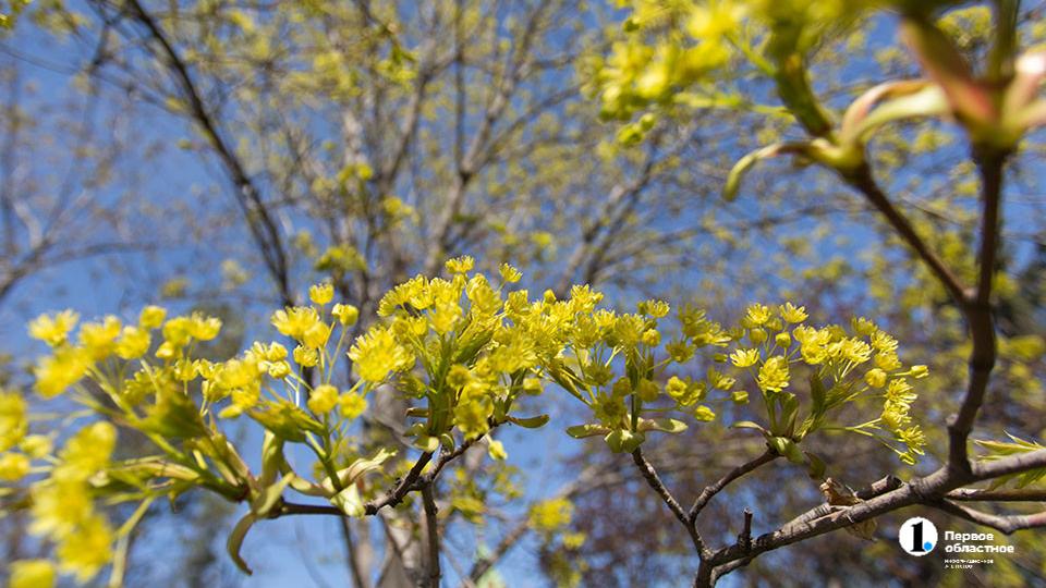До +19 прогреется воздух в Челябинской области 20 апреля