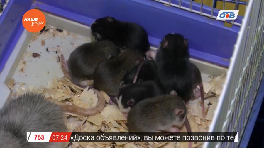 Наше УТРО на ОТВ – пушистое утро о содержании крыс